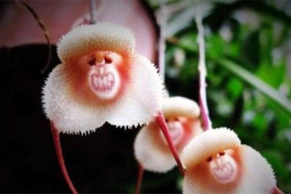 Xiaolonglan with monkey fact
