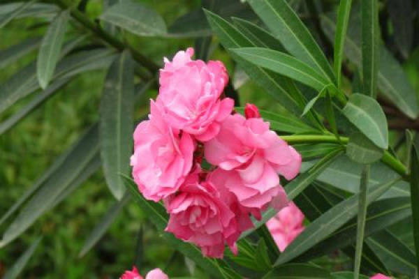 Nerium indicum