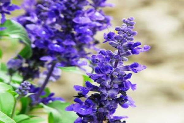 Salvia coerulea