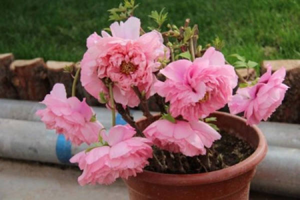 Peony