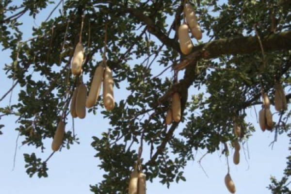 Sausage Tree