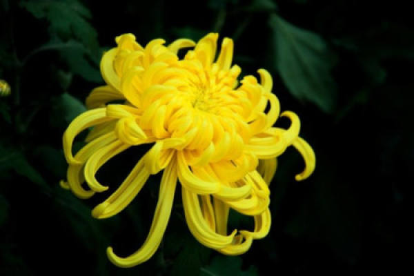 Chrysanthemum