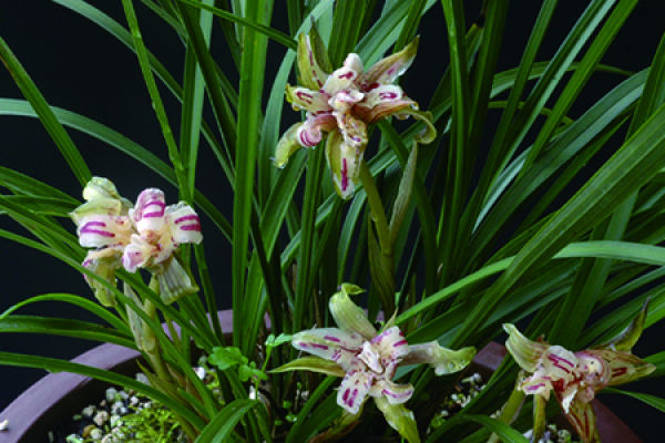 orchid
