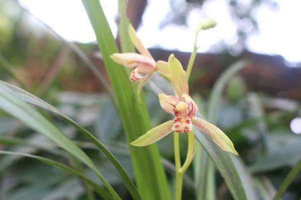 Orchid