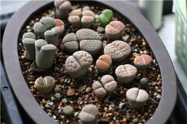 stone flower