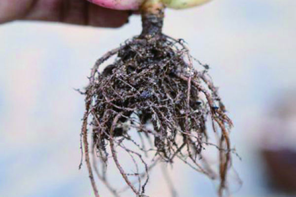 fleshy and root cutting