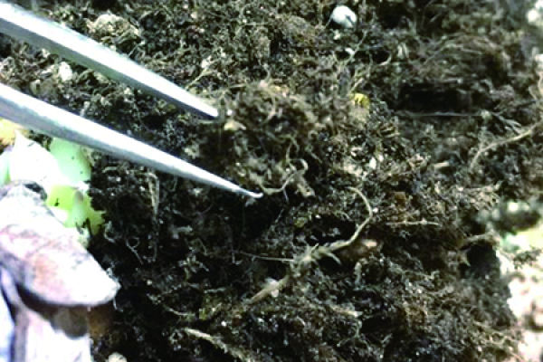 fleshy and root cutting