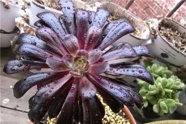 Fleshy