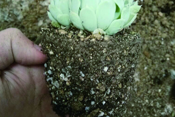 Fleshy