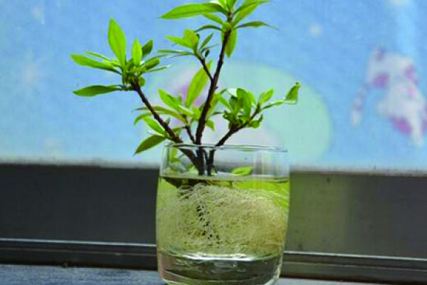 soil