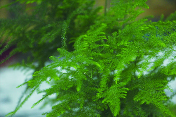 bamboo