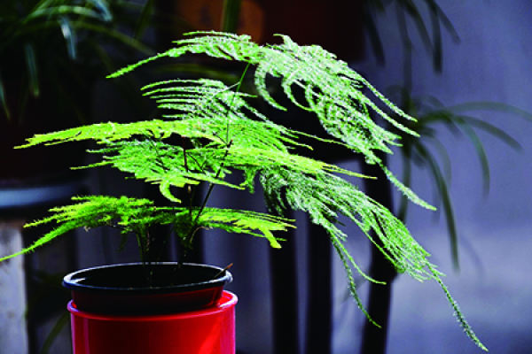 bamboo