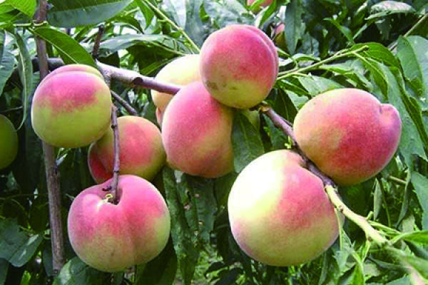 peach