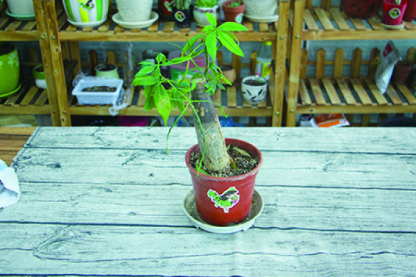 Money Tree