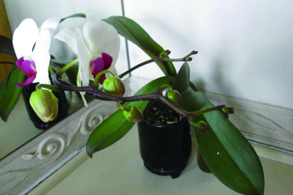 Phalaenopsis