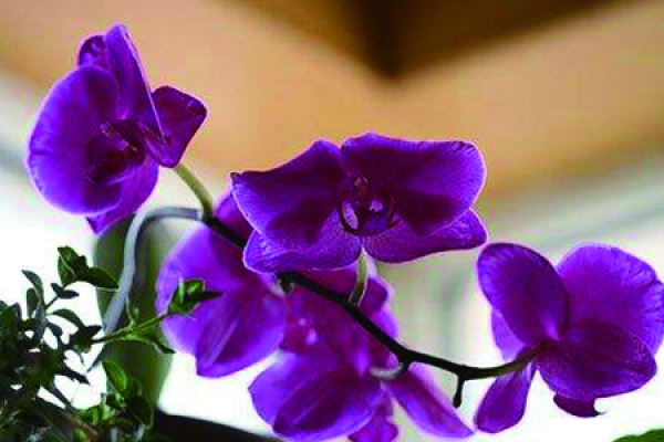 Phalaenopsis