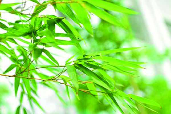 Small Bamboo