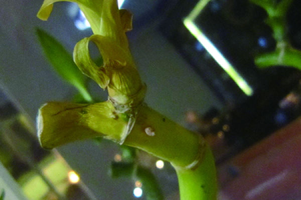Transfer Bamboo