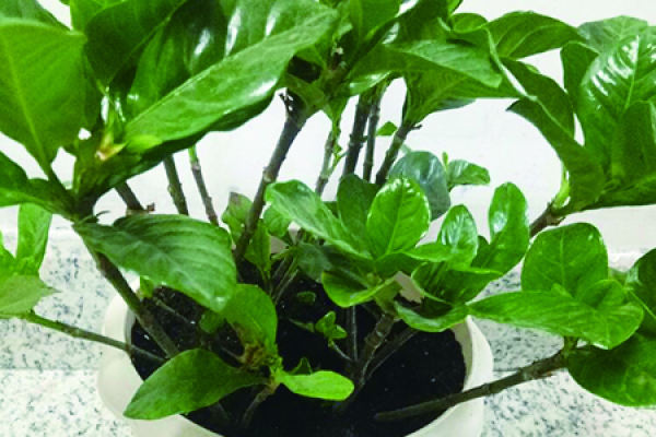 Gardenia