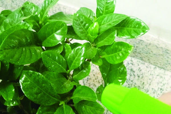 Gardenia