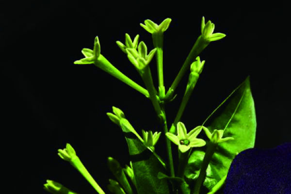 evening primrose