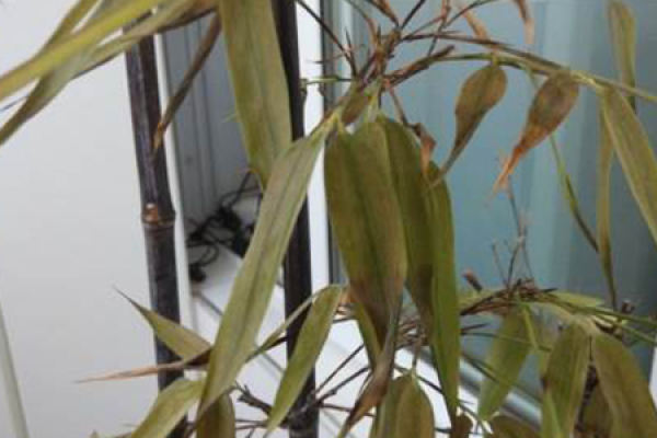 bamboo