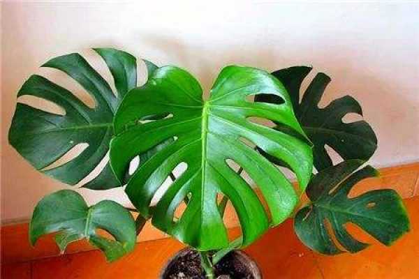 turtle's bamboo