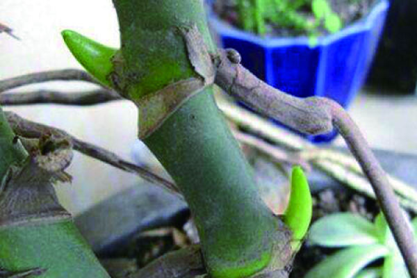 turtle's bamboo