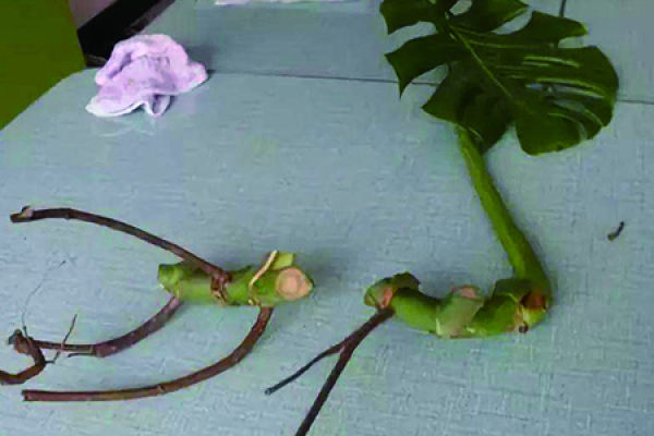 turtle's bamboo