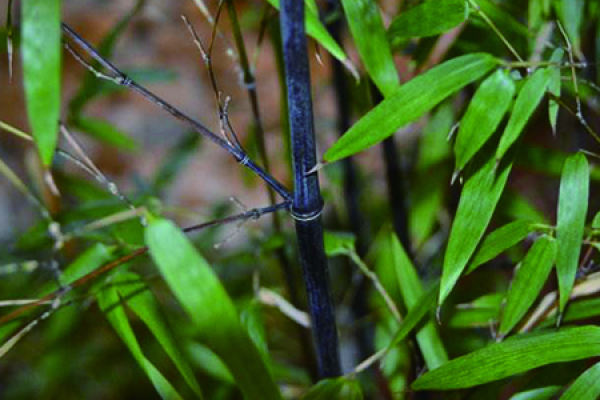 Purple Bamboo