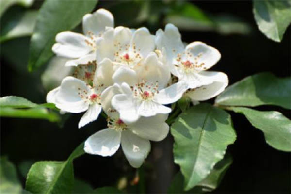 Tea Flower