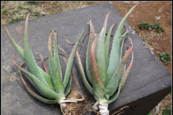 Aloe Vera