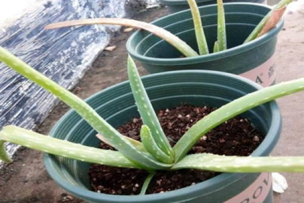 Aloe Vera