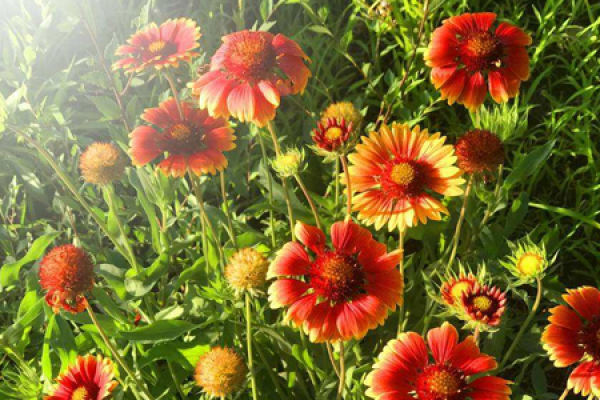 Gaillardia