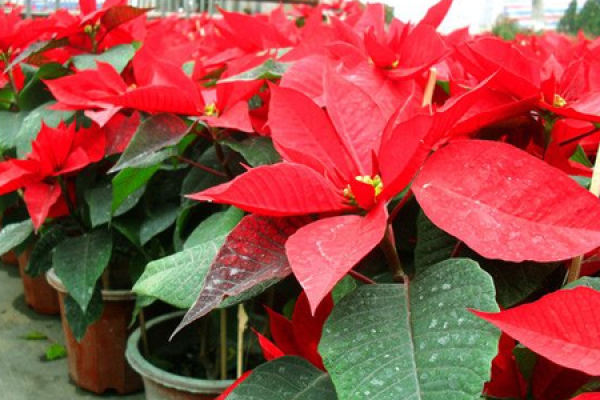 Euphorbia pulcherrima