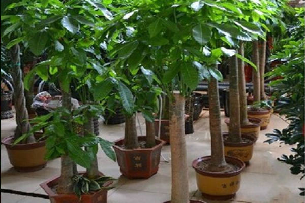 Money Tree