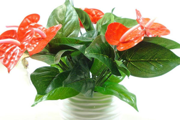 Anthurium