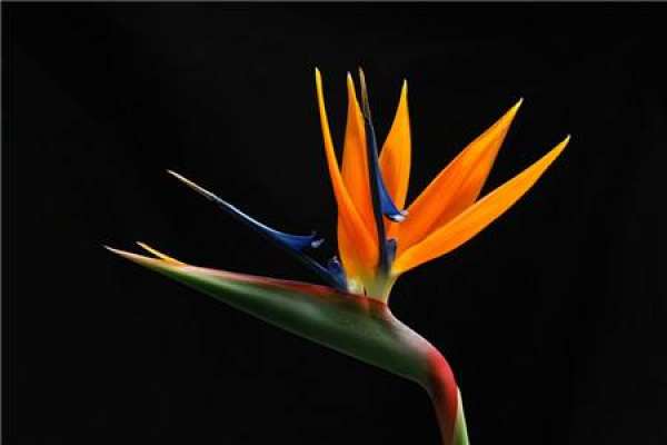 Strelitzia Regina