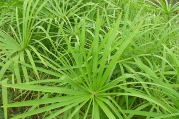 Water Bamboo