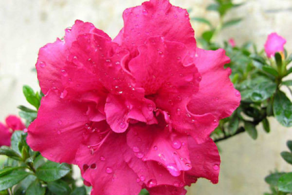 Four Seasons Rhododendron