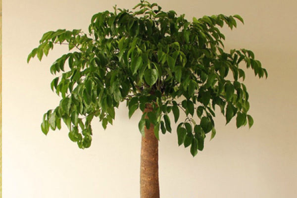 emerald tree