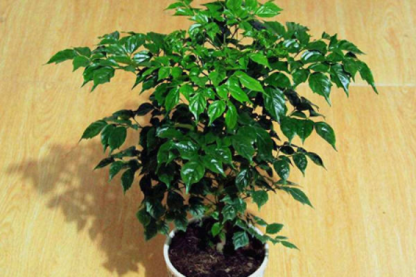 emerald tree