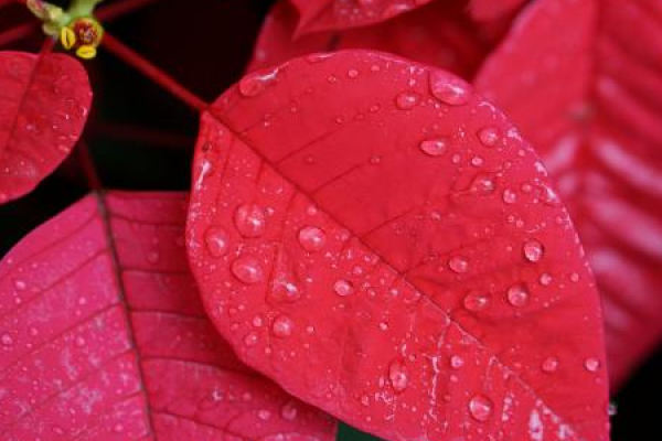 Poinsettia
