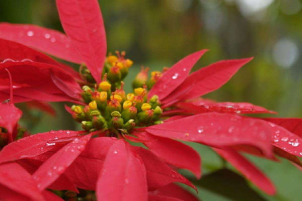 Poinsettia