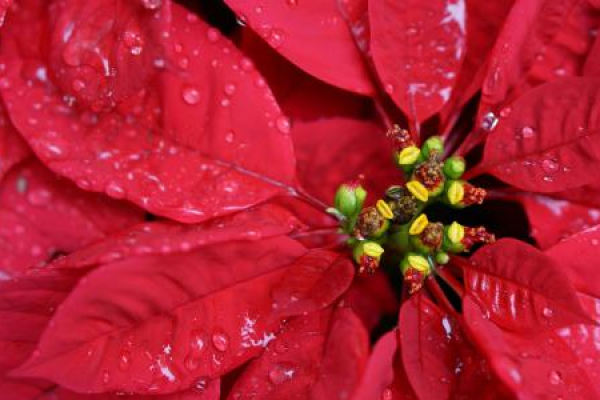 Euphorbia pulcherrima