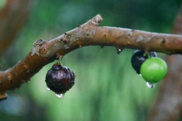 Tree Grape