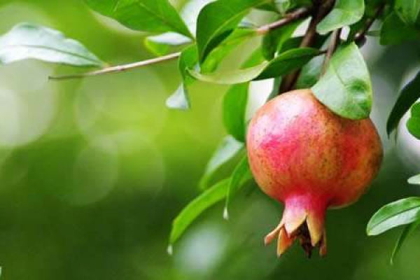 Pomegranate tree