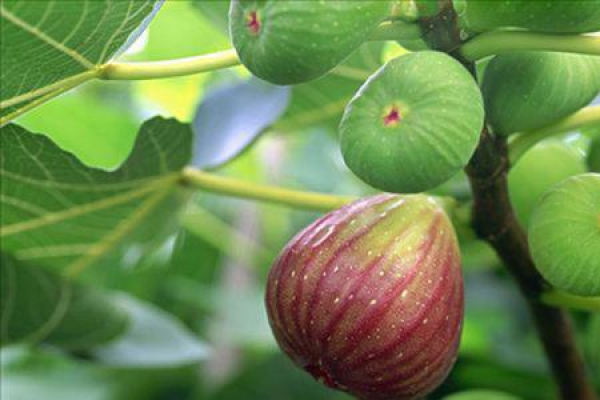 Figs