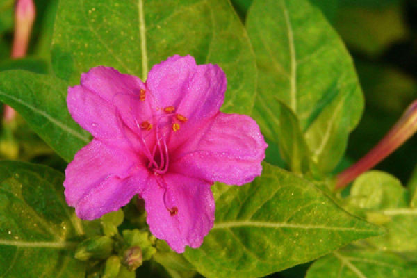 Common Mirabilis