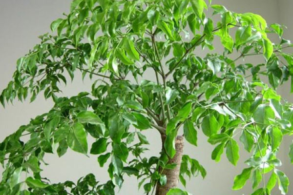 Happiness Tree